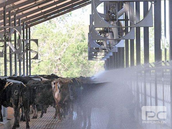 cattle cooling fans