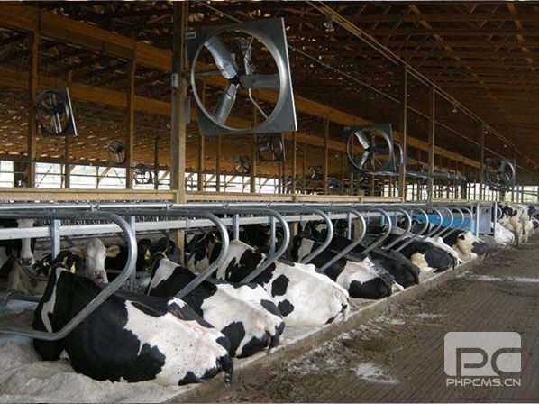 cow cattle cooling system