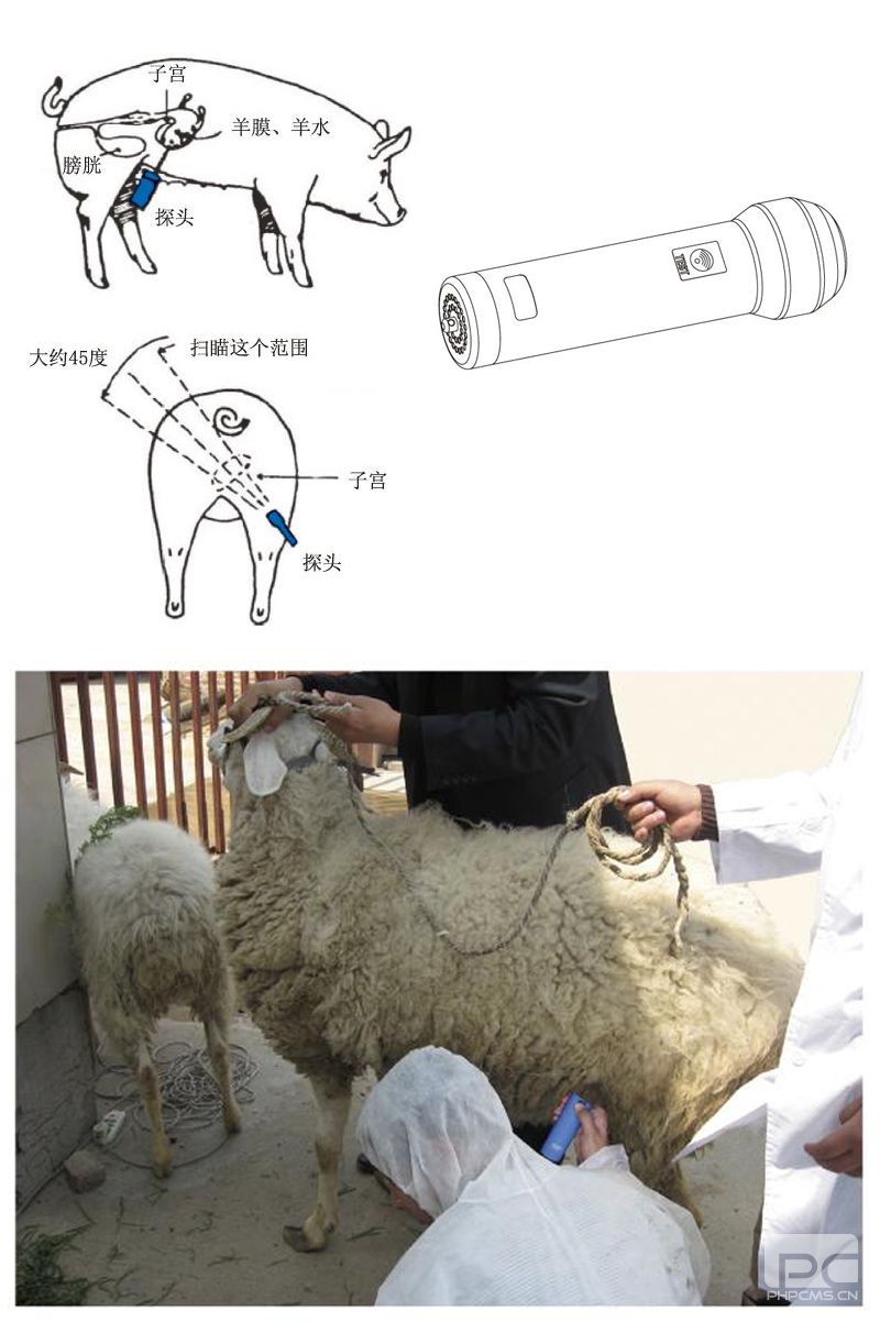 Sheep pregnancy ultrasound scanners tester